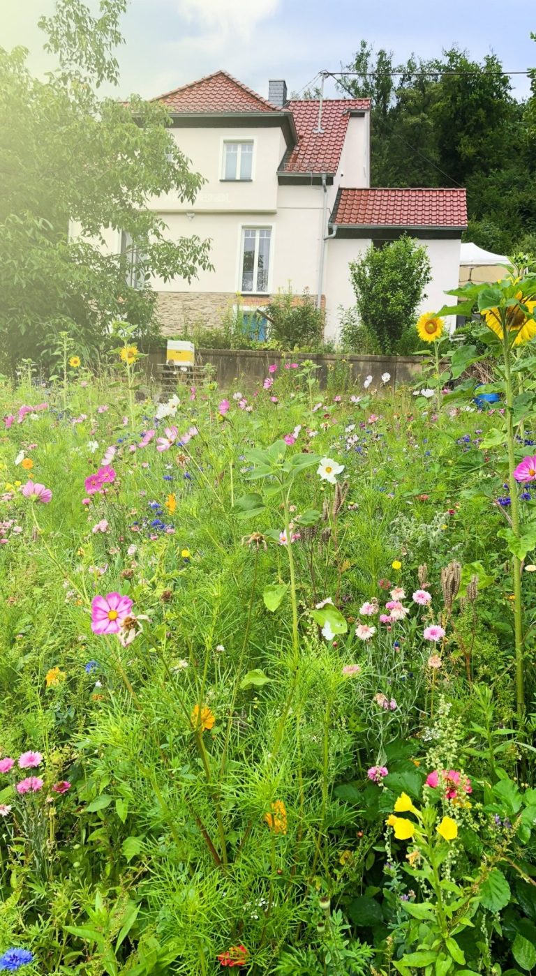 Blumenwiese in den Austerstücken Imkerei Austerstücke Emser Biene Blumenwiese